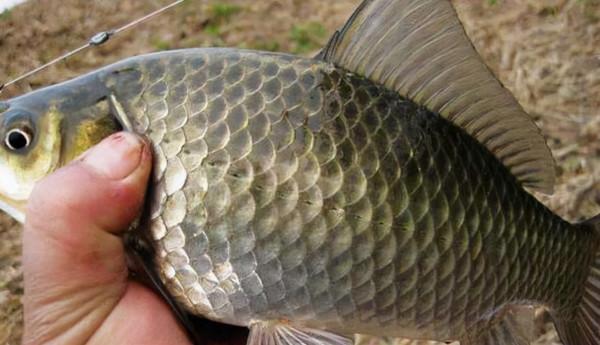 上餌拋竿前，注意這三個小細節，漁獲真的能多一些