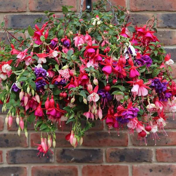 9種&OpenCurlyDoubleQuote;貴氣花&rdquo;，立春後&OpenCurlyDoubleQuote;快扦插&rdquo;，生根快，比夏天還&OpenCurlyDoubleQuote;好活&rdquo;