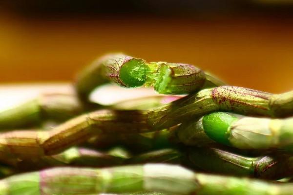 不止好吃那麼簡單!這三種養胃“鮮藥”你用對了嗎? 不止好吃那麼簡單!這三種養胃“鮮藥”你用對了嗎?