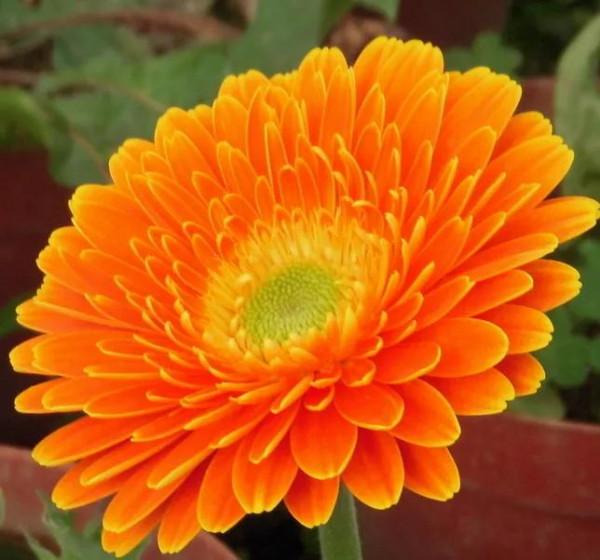 扶郎花一一非洲菊