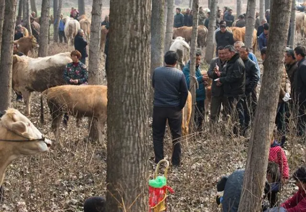 舊時鄉村集市上的牛經紀,你還有印象嗎 舊時鄉村集市上的牛經紀,你還有印象嗎
