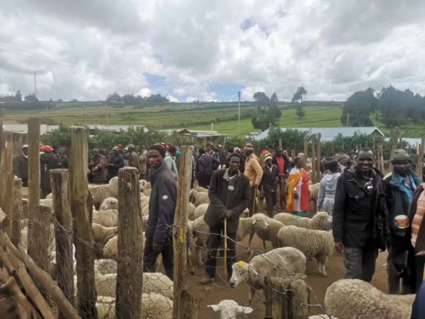 一個駐外女生和馬賽人的故事