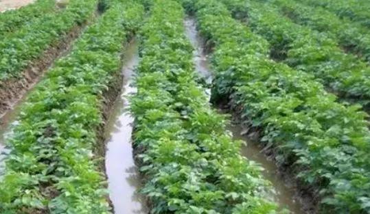 土豆澆水有講究，澆好4水，收穫優質高產土豆