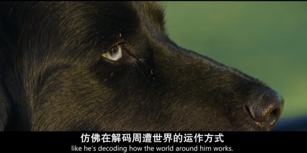 2010年,小夫妻買下1200畝荒地,只為一隻流浪狗,8年後年入千萬 2010年,小夫妻買下1200畝荒地,只為一隻流浪狗,8年後年入千萬