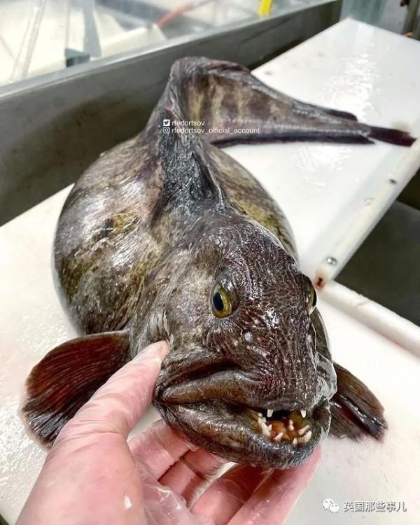 俄羅斯漁夫的深海怪魚又來了...這波依然是高能獵奇！突破天際