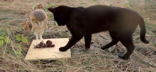 這隻貓天天和貓頭鷹幹架,卻打出了一段黑白配神仙友情 這隻貓天天和貓頭鷹幹架,卻打出了一段黑白配神仙友情