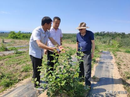 蘋果樹如何利用各類嫁接技術“改頭換面” 蘋果樹如何利用各類嫁接技術“改頭換面”