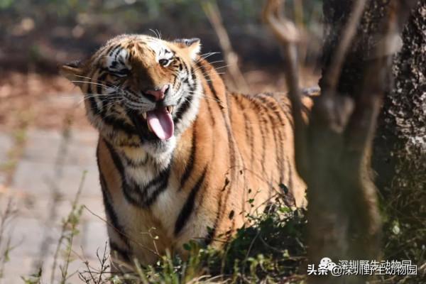 福虎開心驛站「 i 老虎 you」