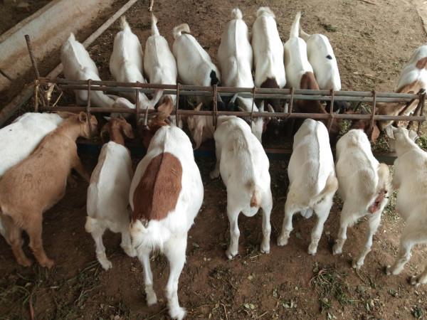 農村小養殖戶，養羊規模保持在多少隻，能使收益最大化？