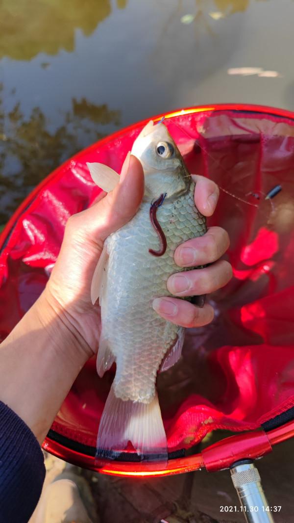 釣友手機打的窩，讓我過了一把癮