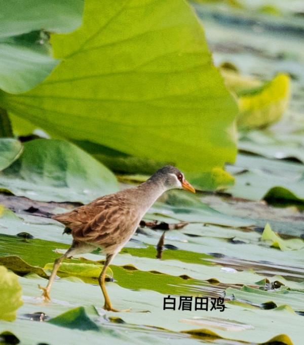 海南冬季拍鳥忙 海南冬季拍鳥忙