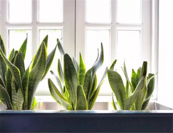 有錢人家的客廳，什麼花都可以不養，但這10種植物應該有