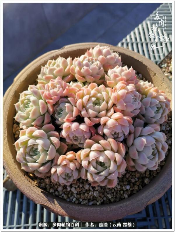 天南海北，一群熟悉又陌生的愛肉人