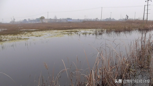 用圖片說明，這種水草旁別打窩，打上窩子就離空軍不遠了