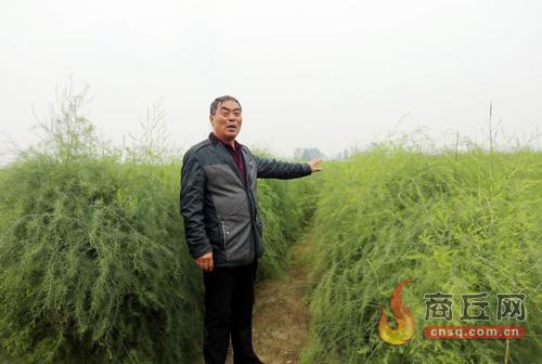 小蘆筍助推富民興村“節節高” 小蘆筍助推富民興村“節節高”