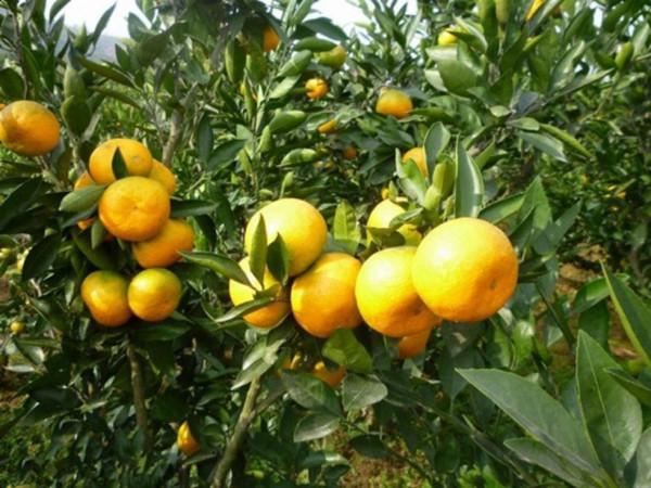 中國水果第一大省,水果種植面積1700多萬畝,相當於兩個上海 中國水果第一大省,水果種植面積1700多萬畝,相當於兩個上海