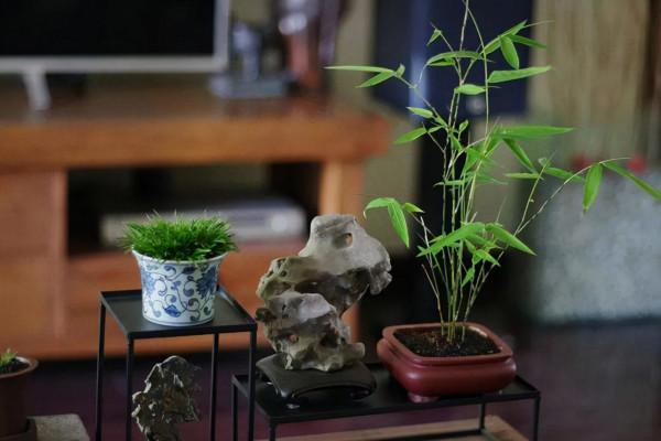 栽培植物也要看它的氣質,看看哪種花卉更適合你的家,一起來看 栽培植物也要看它的氣質,看看哪種花卉更適合你的家,一起來看