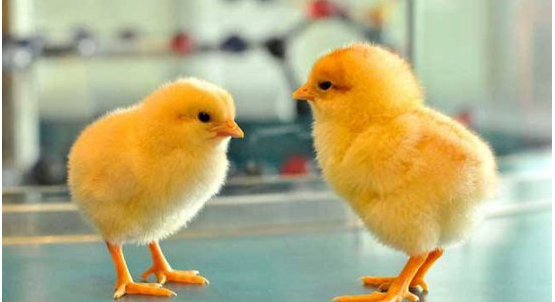 為明年養蛋雞的算筆賬