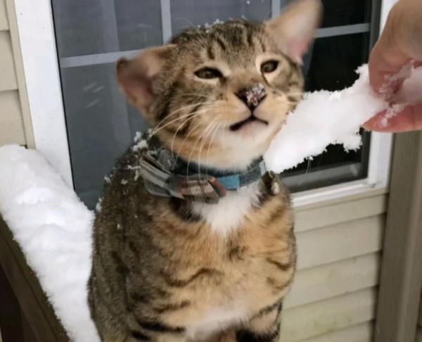 小貓咪天生4只耳朵被嫌棄,當有人領養後,變成了一個小天使 小貓咪天生4只耳朵被嫌棄,當有人領養後,變成了一個小天使