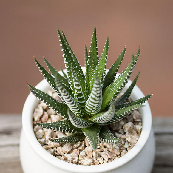 100種常見多肉圖鑑，比花還美，你認識幾種？