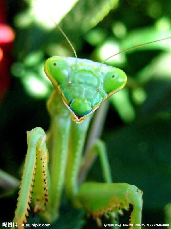 螳螂，雙臂敢擋車？