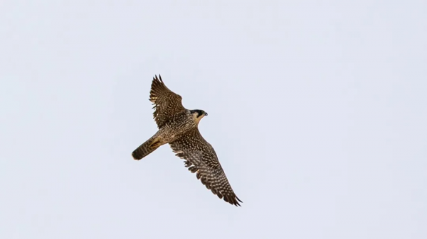 山西鳥類圖鑑 &vert; &ZeroWidthSpace;燕隼（sǔn）