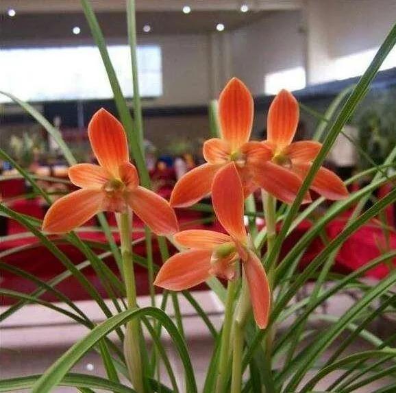 分享圖片：大紅精品蘭花66款