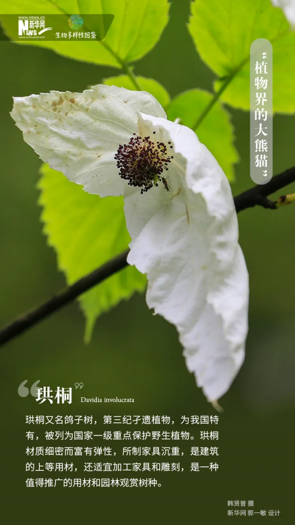 保護生物多樣性丨鏡頭裡的中國•生物多樣性圖鑑 保護生物多樣性丨鏡頭裡的中國•生物多樣性圖鑑