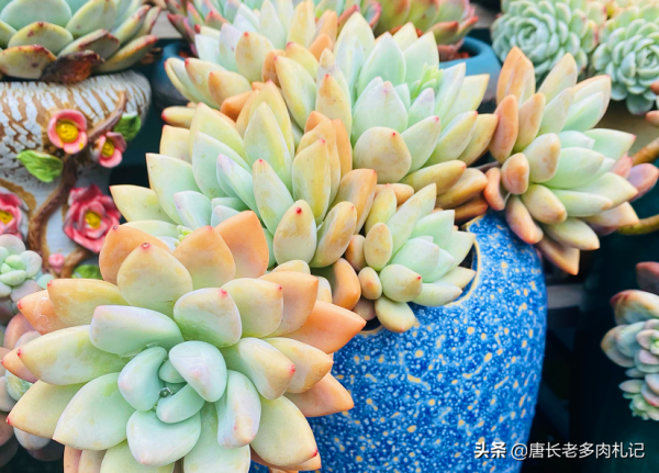 養得越久,多肉的狀態的確會更好,但影響它們上色的因素還有5點 養得越久,多肉的狀態的確會更好,但影響它們上色的因素還有5點