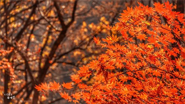 又快到了去本溪賞楓的季節，楓林谷是我退休以後每年都要去的地方