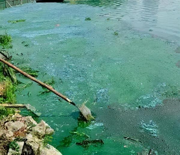 天冷了！成群小蟲入室蹭暖氣…