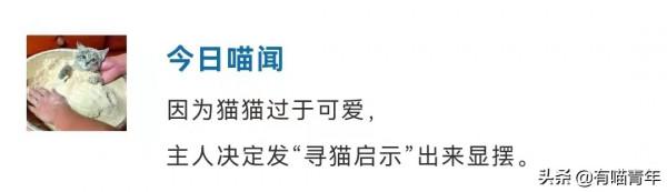 把貓P成玲娜貝兒，有億點點醜…（內附醜圖）