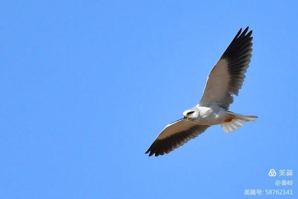 俊美空中小霸主“黑翅鳶”