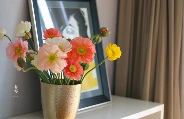 可以盆栽或地栽的一種花，花色美、花瓣大、耐寒好養又驚豔