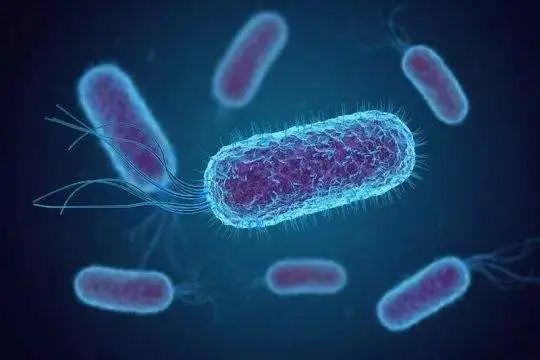 「ACS」變廢為寶！大腸桿菌也能製藥，抗癌、抗寄生蟲、抗菌的天然苯並惡唑就靠大腸桿菌了