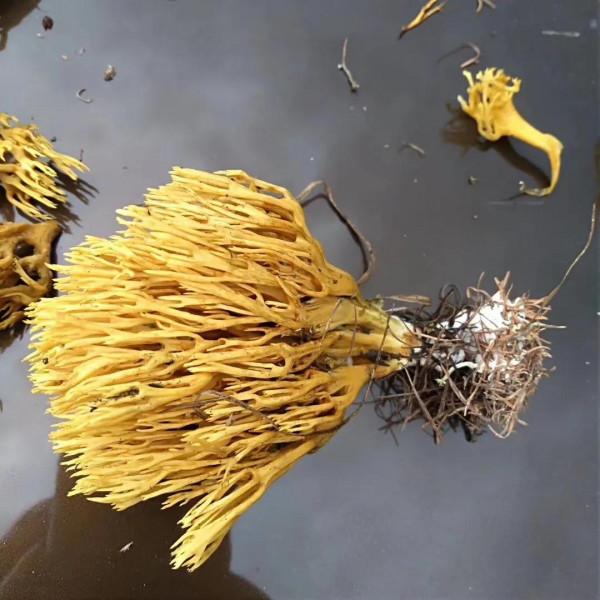 今天上山大豐收，開心