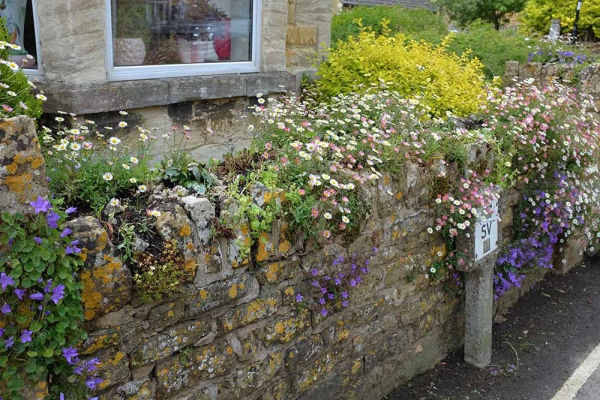 墨西哥飛蓬草,宿根花境裡高顏值、低維護植物 墨西哥飛蓬草,宿根花境裡高顏值、低維護植物