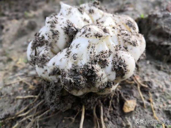 “秋吃白，冬吃黑”，秋天“多吃3白，少吃1黑”，養胃潤肺防秋燥