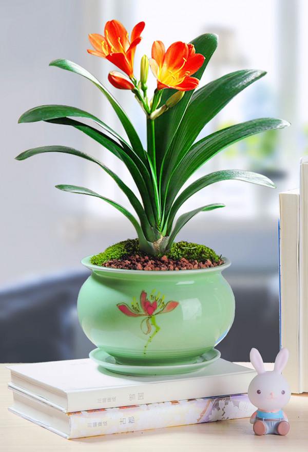 寓意吉祥的“4種花”，建議家裡養一盆，好養還利於健康