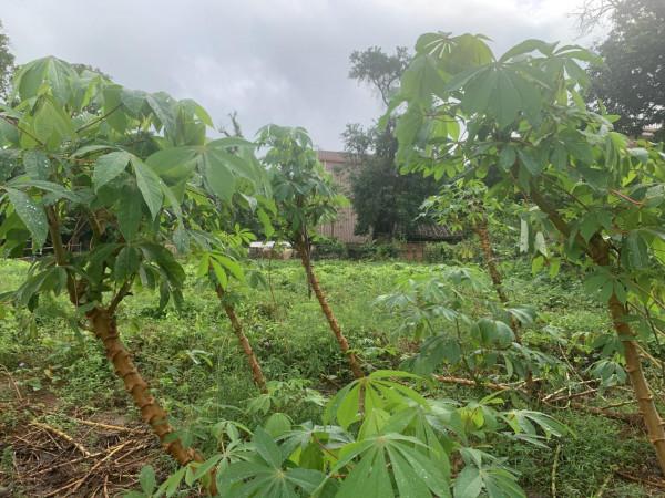 南渡江濱,探幽海南最早的行政首府,“遺棄”千年的州治“舊州” 南渡江濱,探幽海南最早的行政首府,“遺棄”千年的州治“舊州”