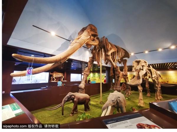 北京三家關於動物的博物館,帶你發現動物從古至今的那些秘密 北京三家關於動物的博物館,帶你發現動物從古至今的那些秘密