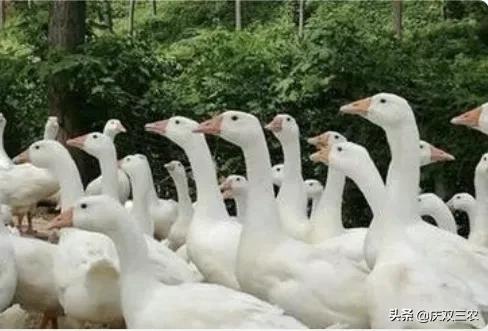 玉米地為什麼不適宜養鵝?適合養在哪裡?玉米地裡可以幹什麼? 玉米地為什麼不適宜養鵝?適合養在哪裡?玉米地裡可以幹什麼?