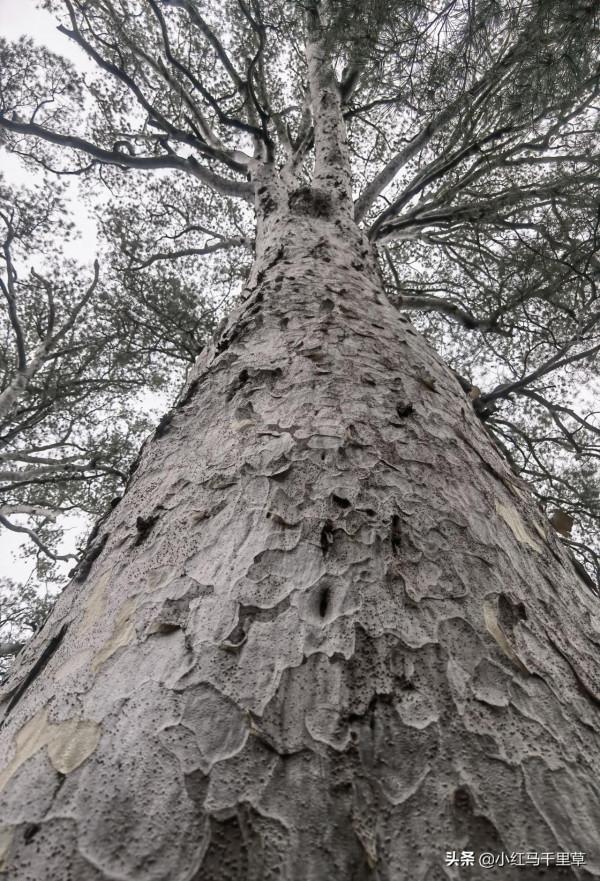 北京行記(十二)香山公園(上)——勤政殿、靜翠湖、大永安禪寺 北京行記(十二)香山公園(上)——勤政殿、靜翠湖、大永安禪寺
