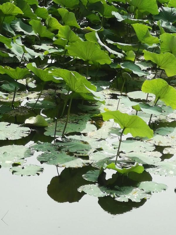 荷塘秋色,魚翔淺底 荷塘秋色,魚翔淺底