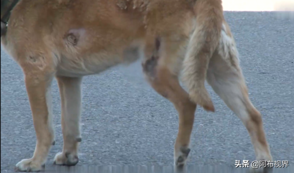 狗狗在大火中受傷,瘸了一條腿,卻每天不吃不喝到廢墟中等主人 狗狗在大火中受傷,瘸了一條腿,卻每天不吃不喝到廢墟中等主人