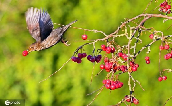 德國下薩克森州：誘人紅果吸引小鳥前來覓食