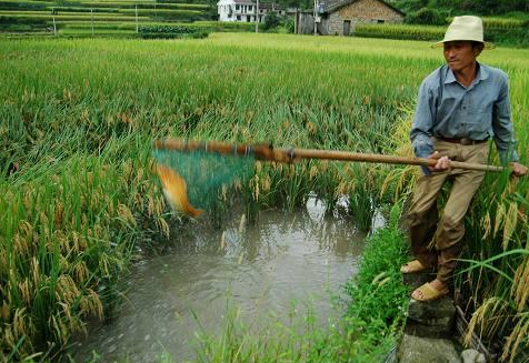 稻田養魚為何消失？年入百萬卻依舊落寞，如今為何沒人養了