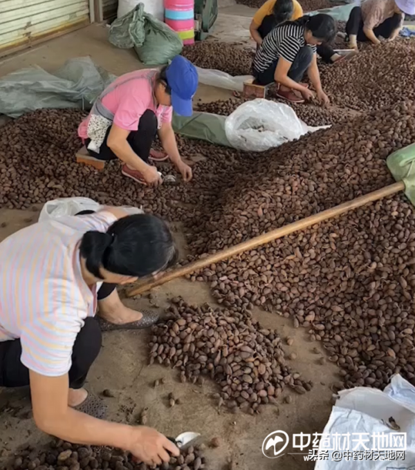 產新追蹤:低迷草果關注度增加 出頭之日仍需等待 產新追蹤:低迷草果關注度增加 出頭之日仍需等待