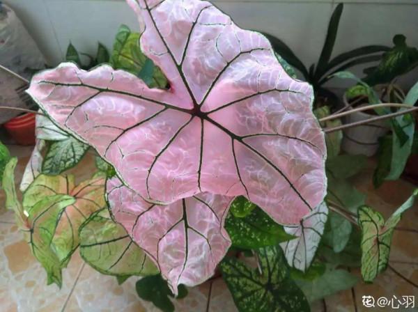 1種綠植特上檔次，葉子五彩斑斕，像打翻了調色盤