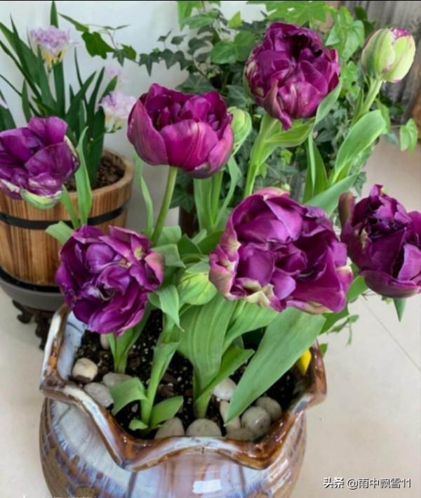 盆栽鬱金香，做好這5點，花開豔麗美如畫，妝點居家必備花